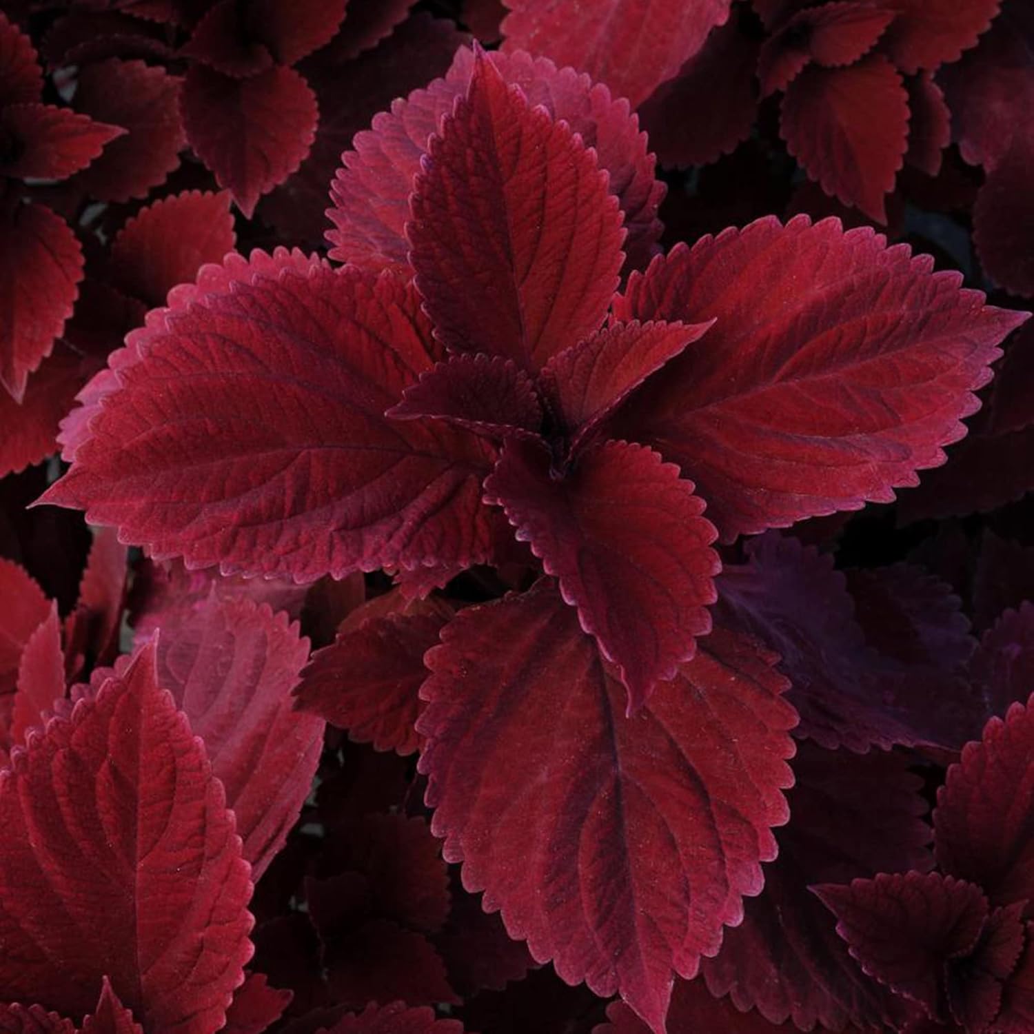 Graines de Coleus Redhead | Herbe à feuilles persistantes nécessitant peu d'entretien | Feuillage rouge éclatant pour plates-bandes, bordures et conteneurs | 100 graines de jardin d'extérieur