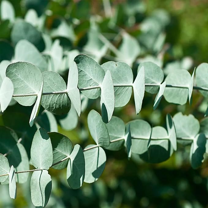 Eucalyptus Cinerea Seeds - Silver Dollar Eucalyptus, Fast-Growing, Drought-Tolerant with Unique Silvery-Blue Leaves for Gardens & Landscapes - 25 Pcs