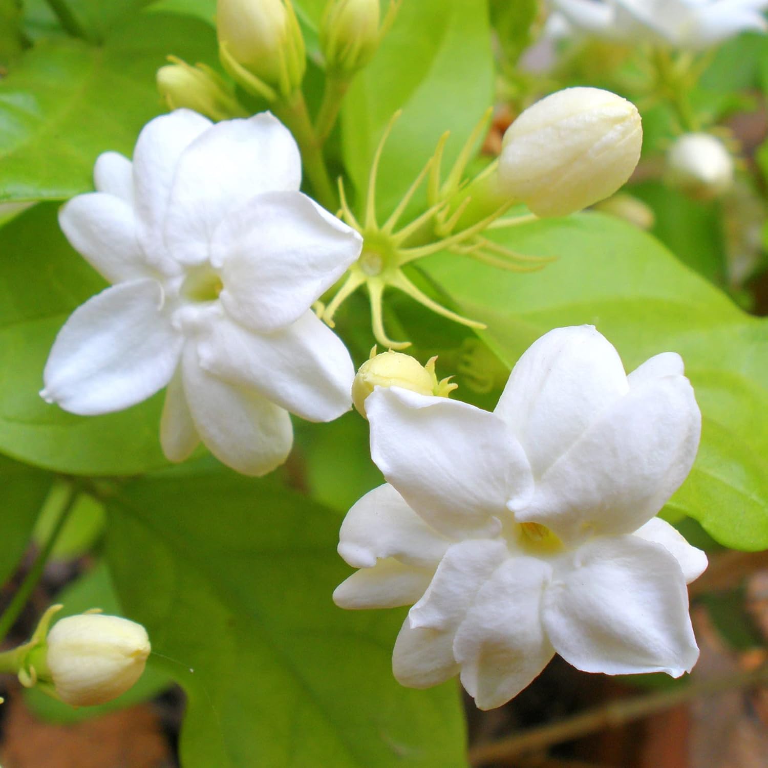 Jasminum Sambac Seeds - Arabian Jasmine, Fragrant Broadleaf Evergreen for Patio Borders & Outdoor Gardens, Low Maintenance - 20Pcs Flower Seeds