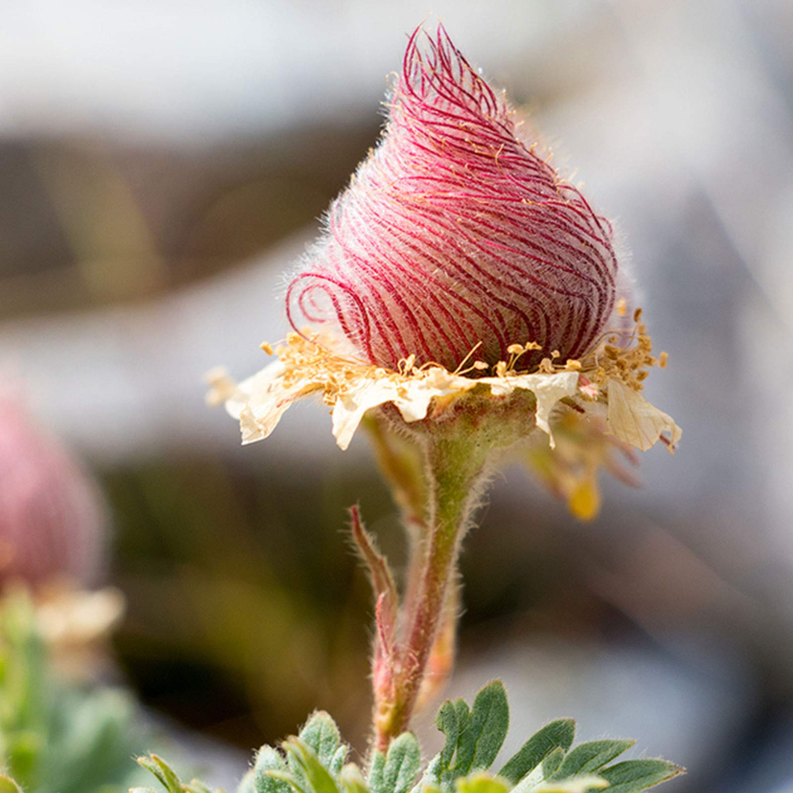 Prairie Smoke Plant Seeds for Planting - 100 pcs - Flower seeds