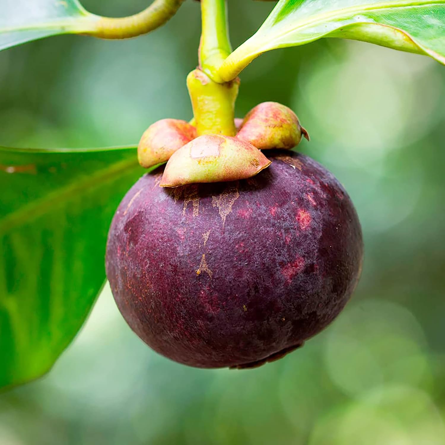 Graines de mangoustan – Fruit tropical sucré à feuilles persistantes, sans OGM pour le jardin 