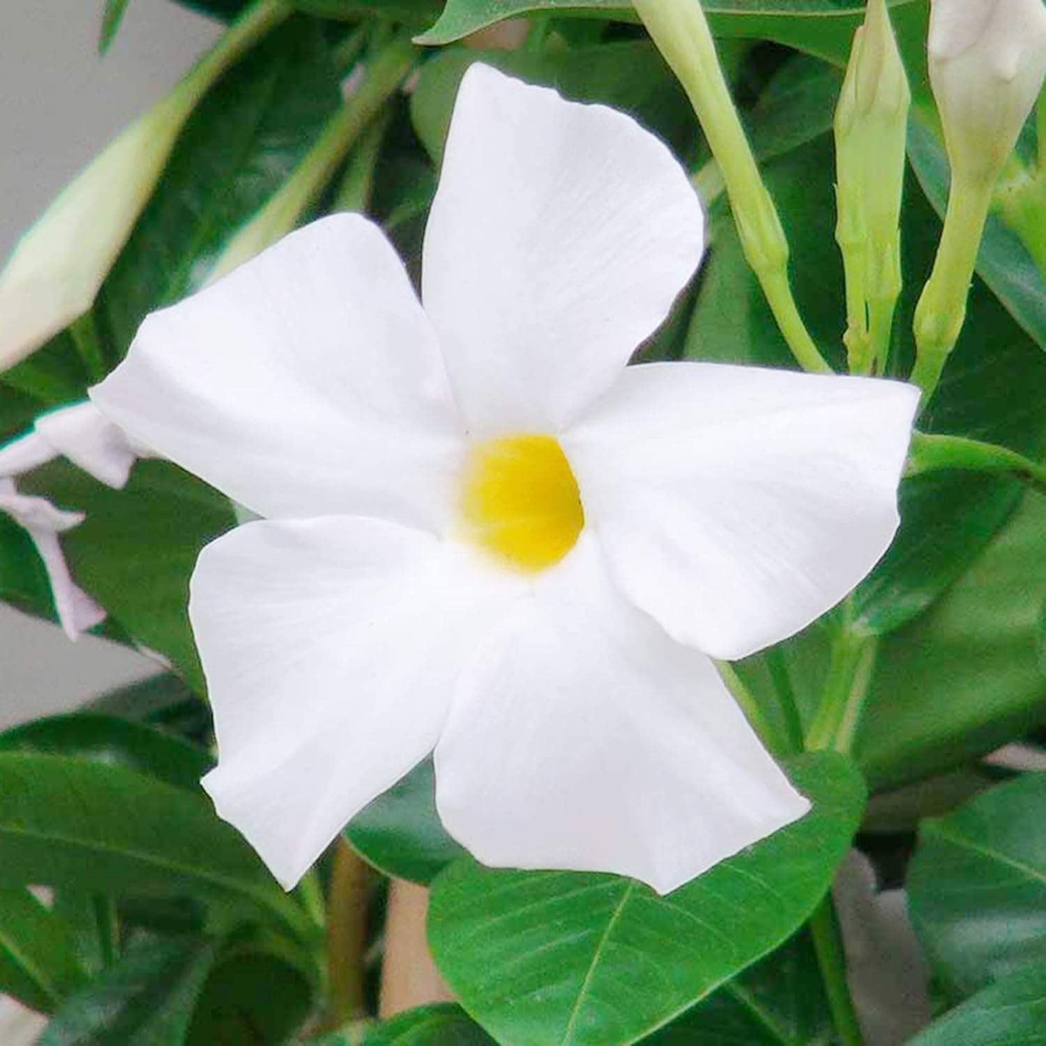 Mandevilla Sanderi Seeds Brazilian Jasmine Beautiful Colorful Fragrance Blooms Easy Care for Gardens & Containers 100Pcs