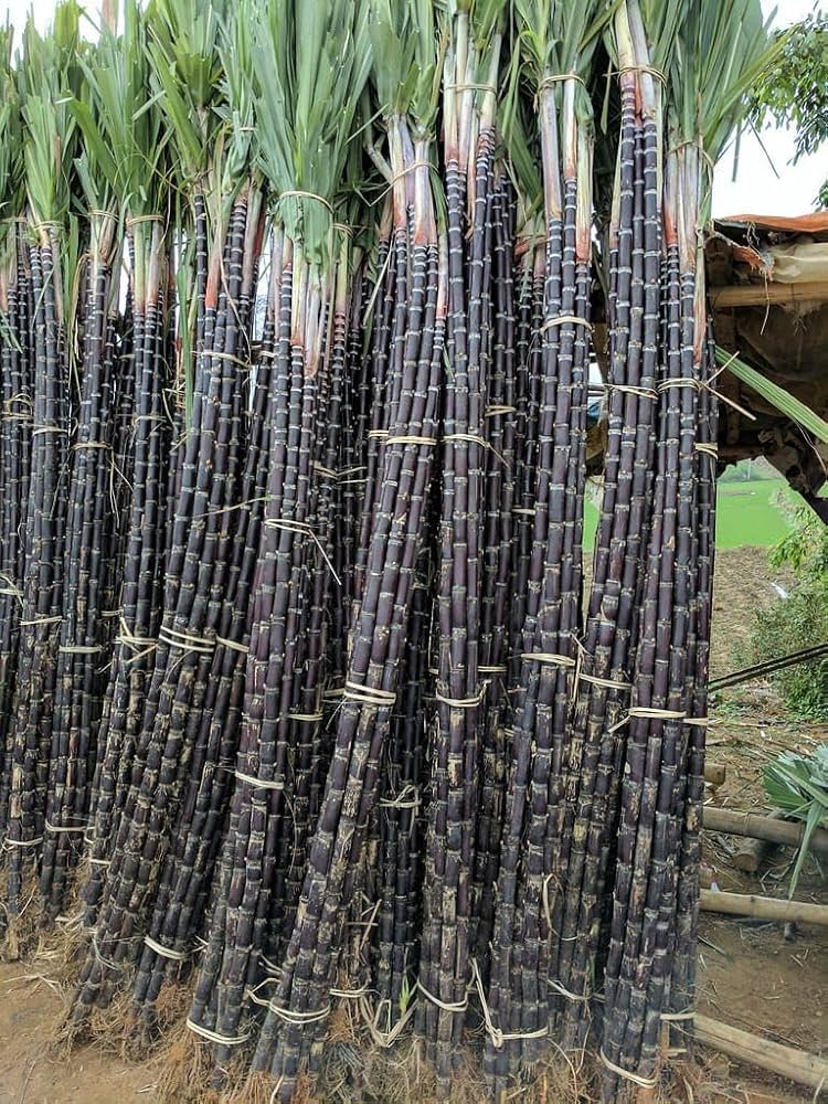 Sugar Cane Plant Seeds  Premium Quality for Garden and Landscaping