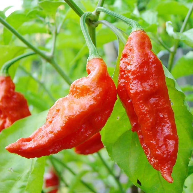 Ghost Pepper Seeds - Ghost Chili, Heirloom & Non-GMO, Fast-Growing Perennial for Garden & Containers