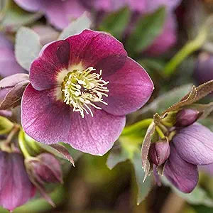 Lenten Rose Seeds Helleborus Orientalis Perennial Flowering Plant – Early-Blooming, Winter-Tolerant for Woodland Gardens & Shade Borders, 150 Pieces