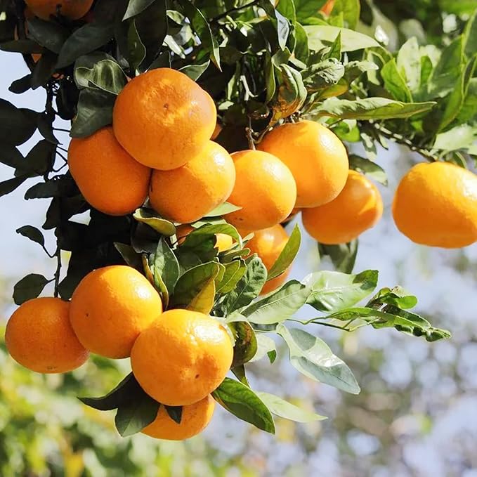 Graines de mandarine à planter – Citrus Reticulata, à feuilles persistantes, parfumées, jus sucré, sans OGM, idéales pour le jardin