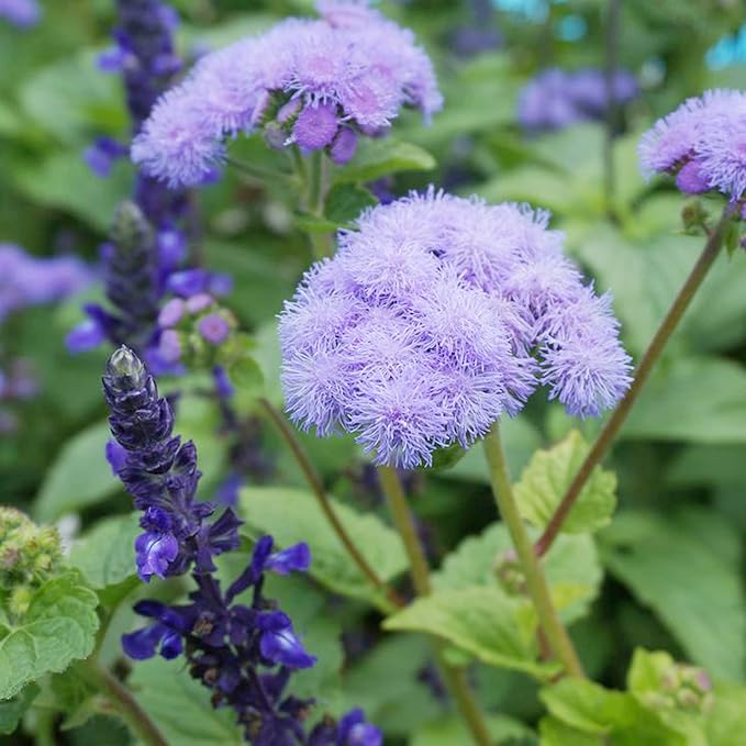 Blue Mistflower Seeds - Hardy Ageratum Conoclinium Coelestinum, Upright Perennial | 100Pcs Flower Seeds