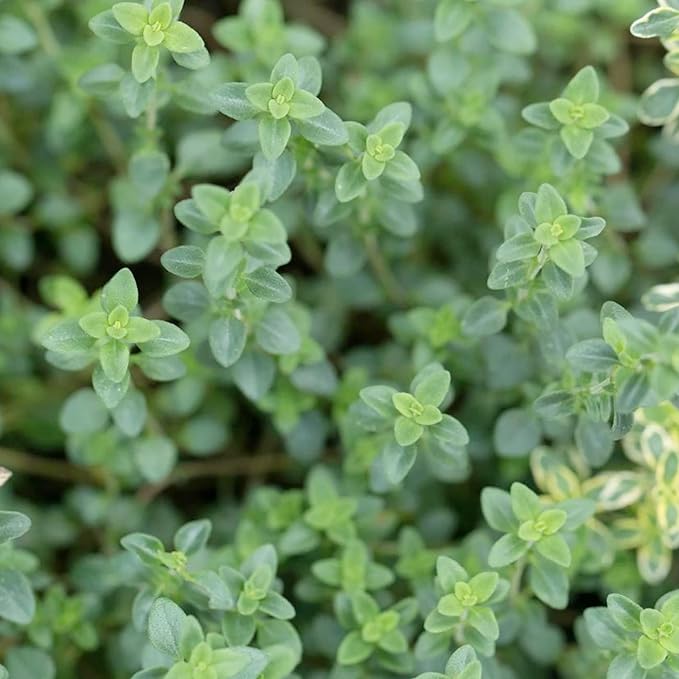 Lemon Thyme Seeds (Thymus Citriodorus) - Fragrant, Evergreen, Deer & Rabbit Resistant, Drought Tolerant, Culinary & Ornamental Ground Cover for Patio, Container, Indoor & Outdoor - 1000 Pcs