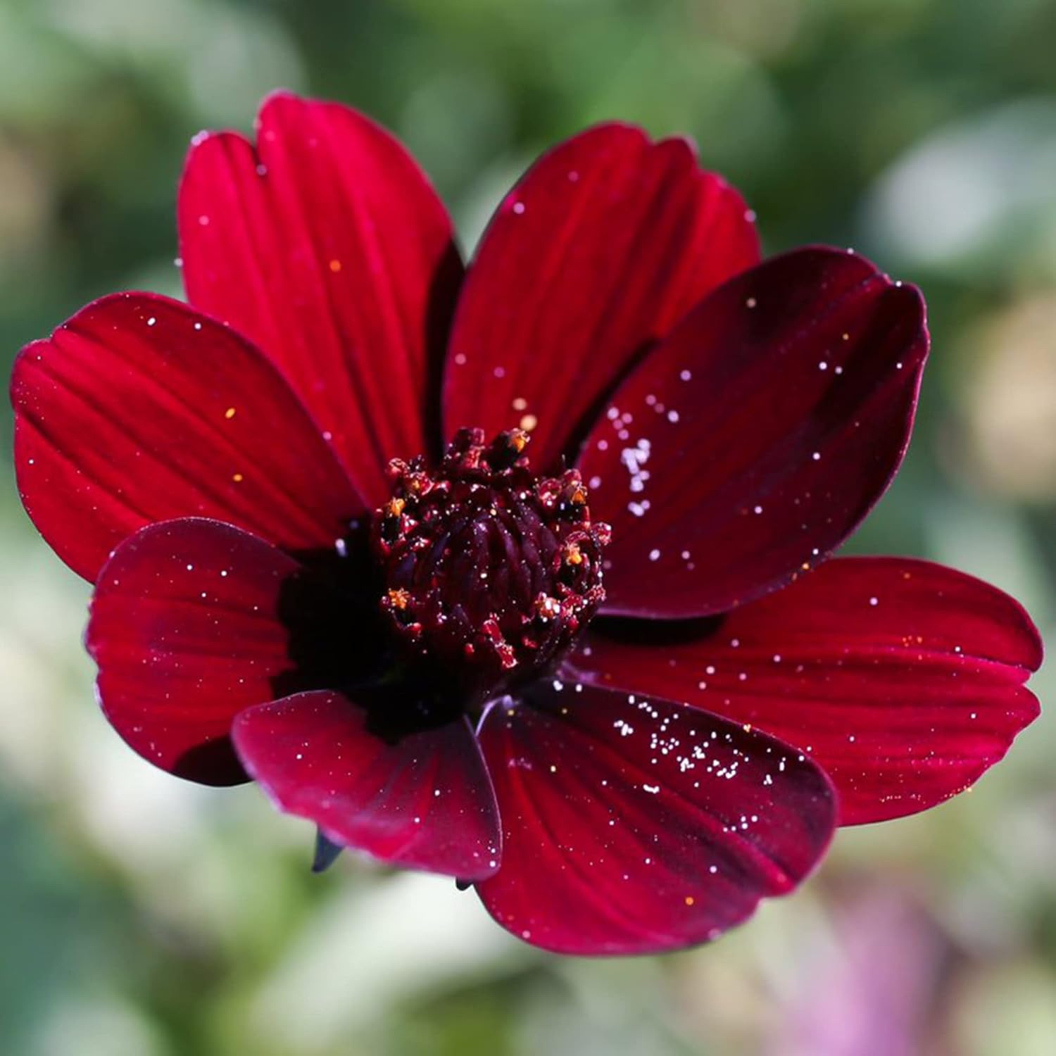 Chocolate Cosmos Seeds - Cosmos Atrosanguineus Perennial with Chocolate Fragrance, Butterfly Attracting Ornamental Flower for Gardens & Containers - 100Pcs