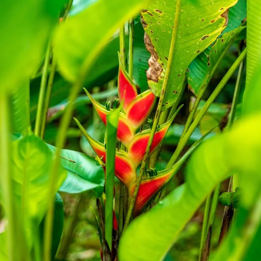 "Heliconia Wagneriana Plant Seeds for Planting - 100 pcs" - Plant Seeds