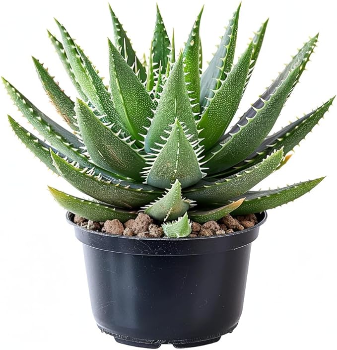 Rare Spiral Aloe Polyphylla Seeds | Exotic Garden Succulent Plant Seeds | Premium Quality (100 Seeds)