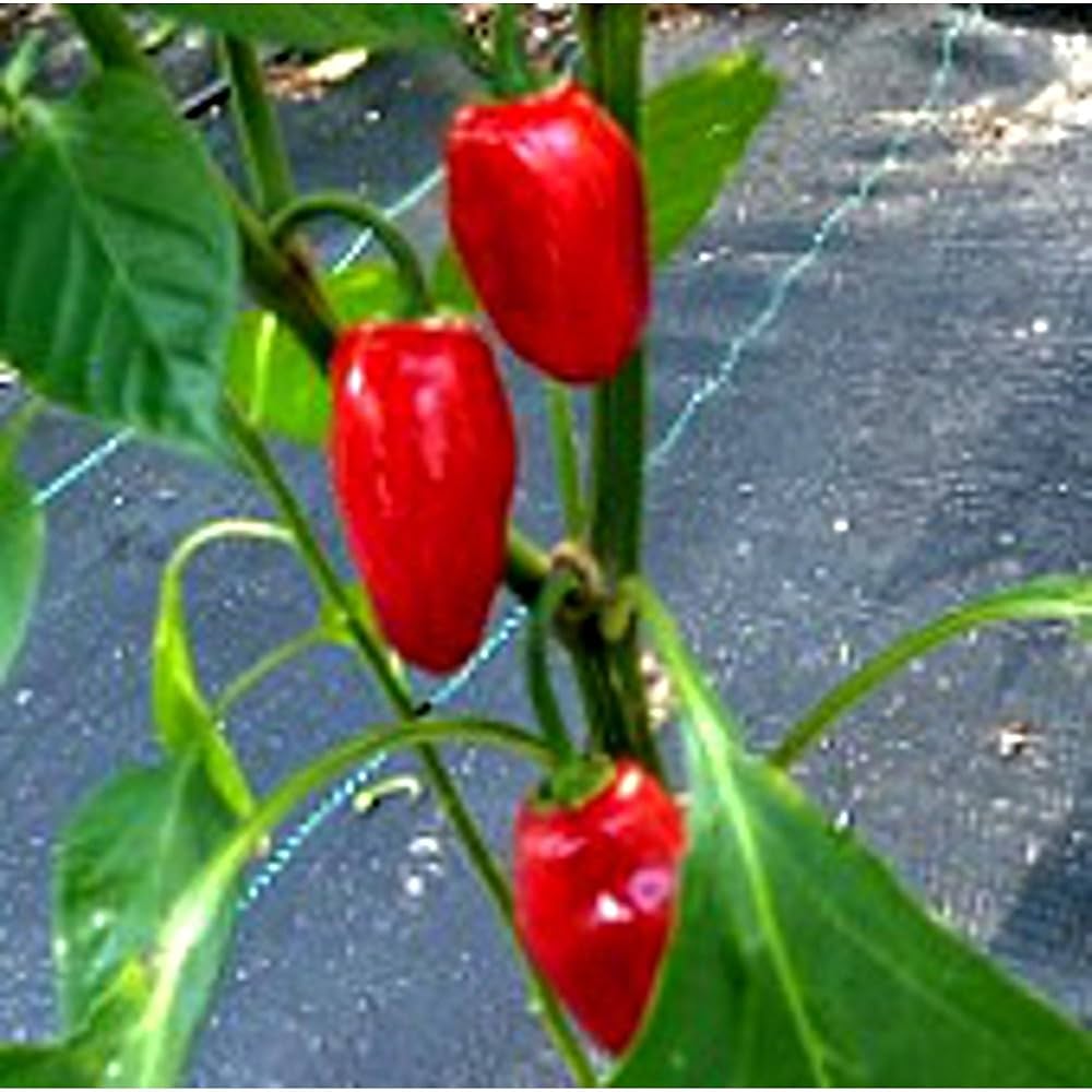 Thai Dragon Heirloom Chili Pepper Seeds, High-quality Pepper Seeds For Planting