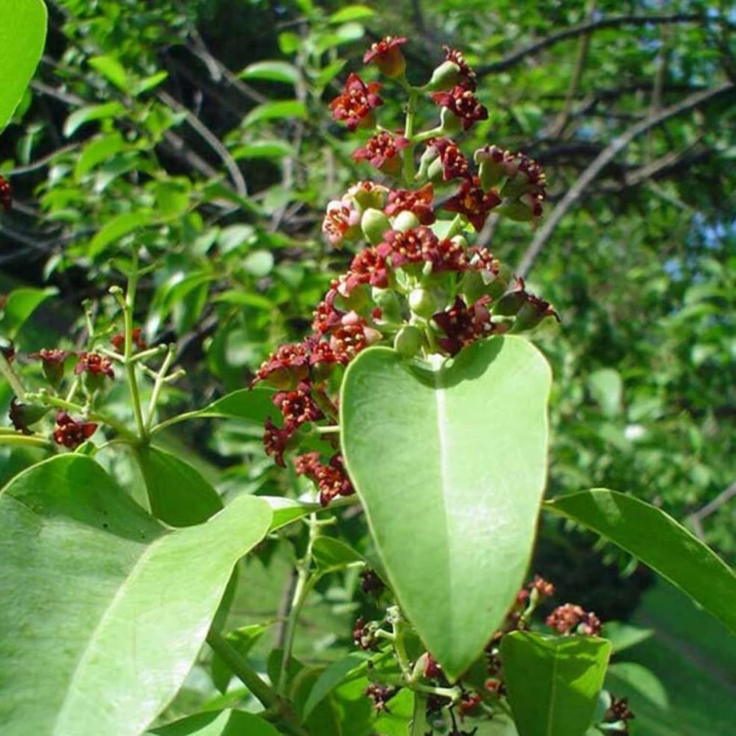 Santalum Album Seeds | Indian Sandalwood | Fragrant Evergreen Tree for Gardens & Outdoors | 5Pcs Tree Seeds