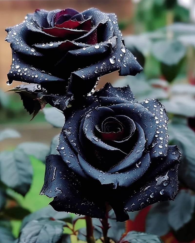 Black Rose with Red Edge Flower Seeds for Planting - 100 pcs - Flower seeds