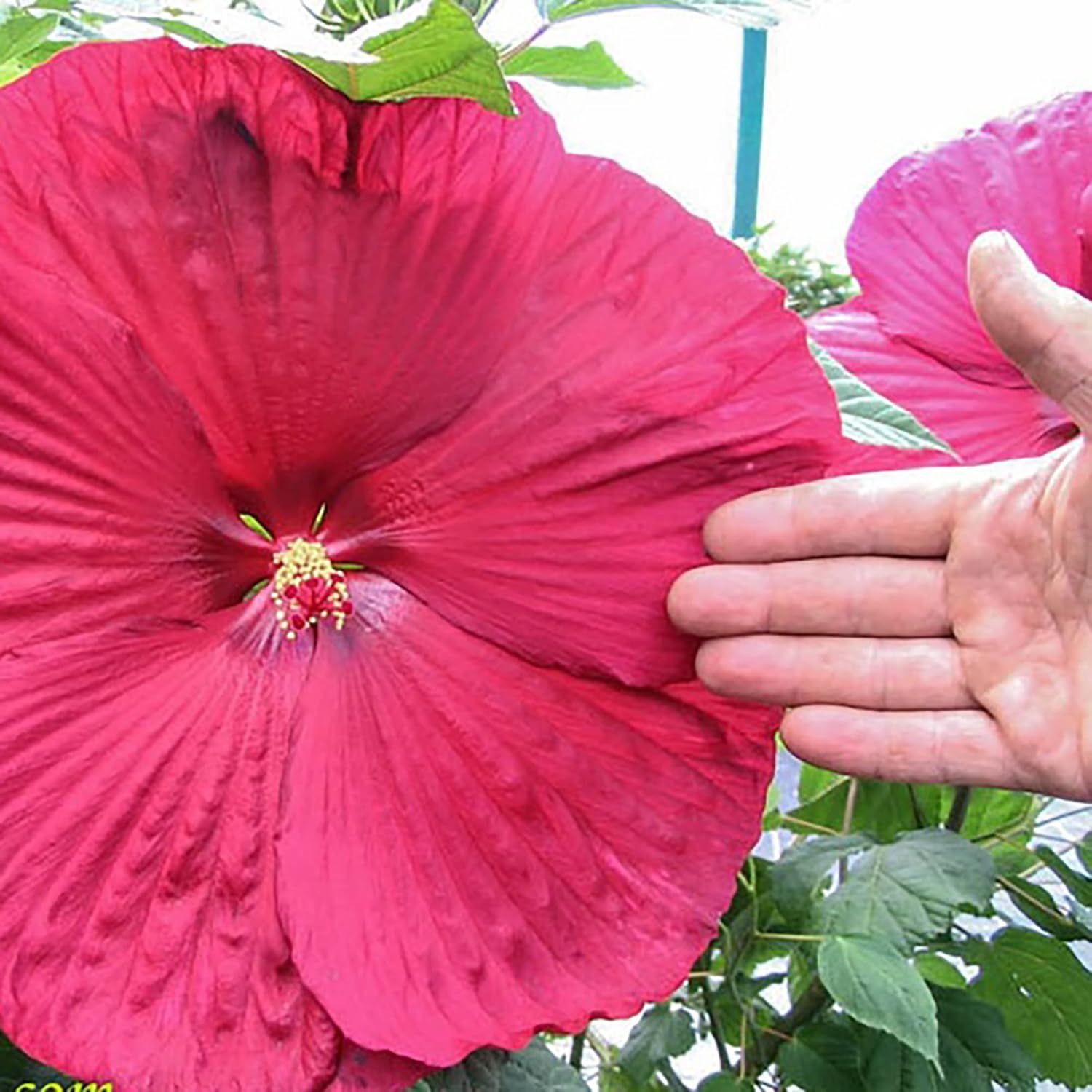 Garten, 100 Stück Riesen-Hibiskussamen | Teller-Hibiskus | Moscheutos-Sumpfmalve | Mehrjährige winterharte Zierpflanze | Blumensamen für draußen