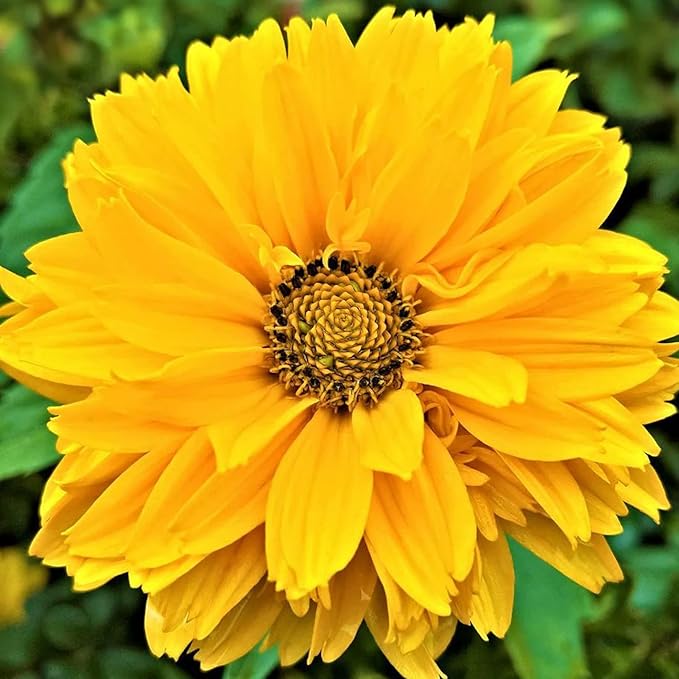 Falsche Sonnenblumenkerne - Heliopsis Helianthoides, mehrjährig mit hellen, fröhlichen Blüten