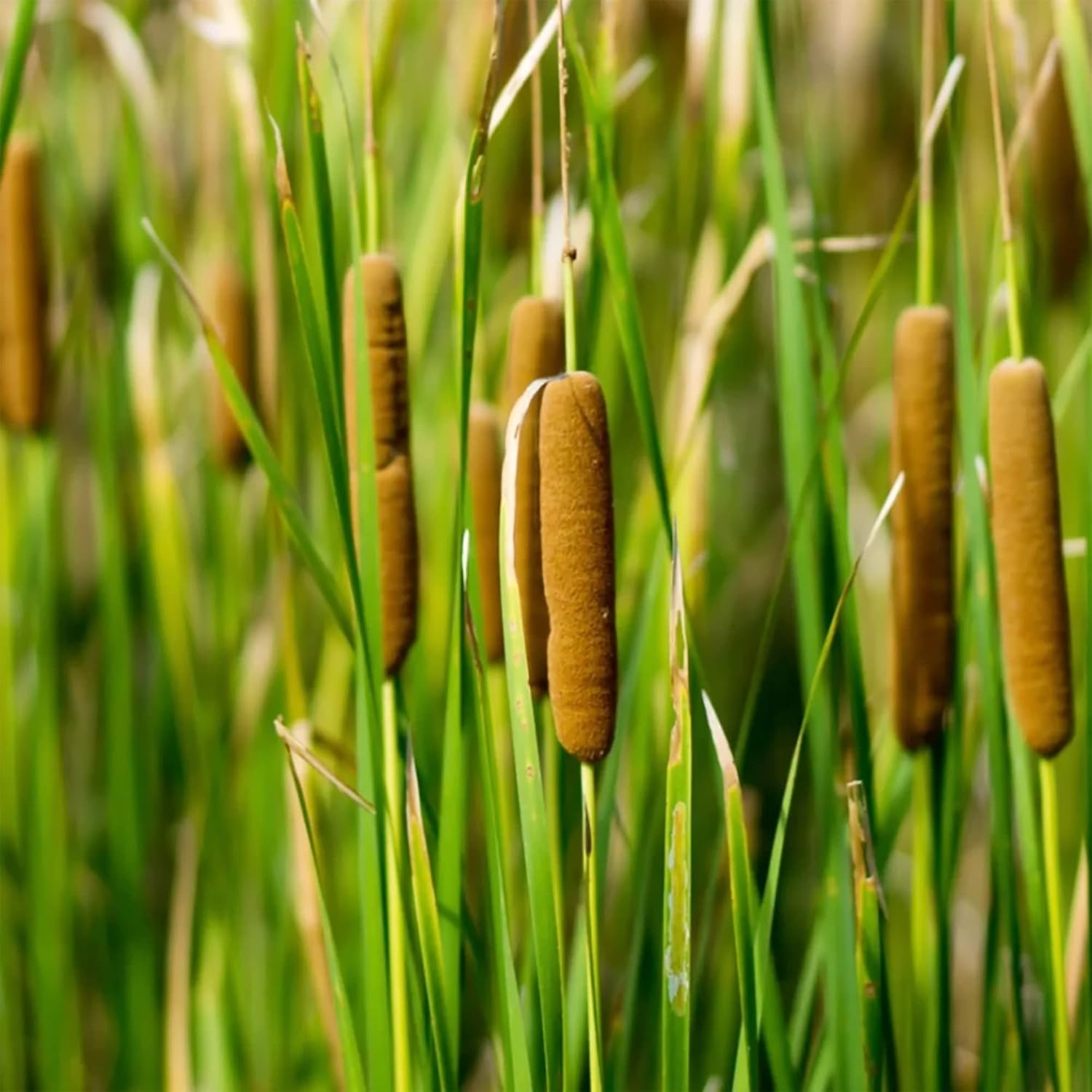 Graines de quenouille (Typha Latifolia) Quenouille à feuilles larges Plante vivace à croissance rapide pour étangs