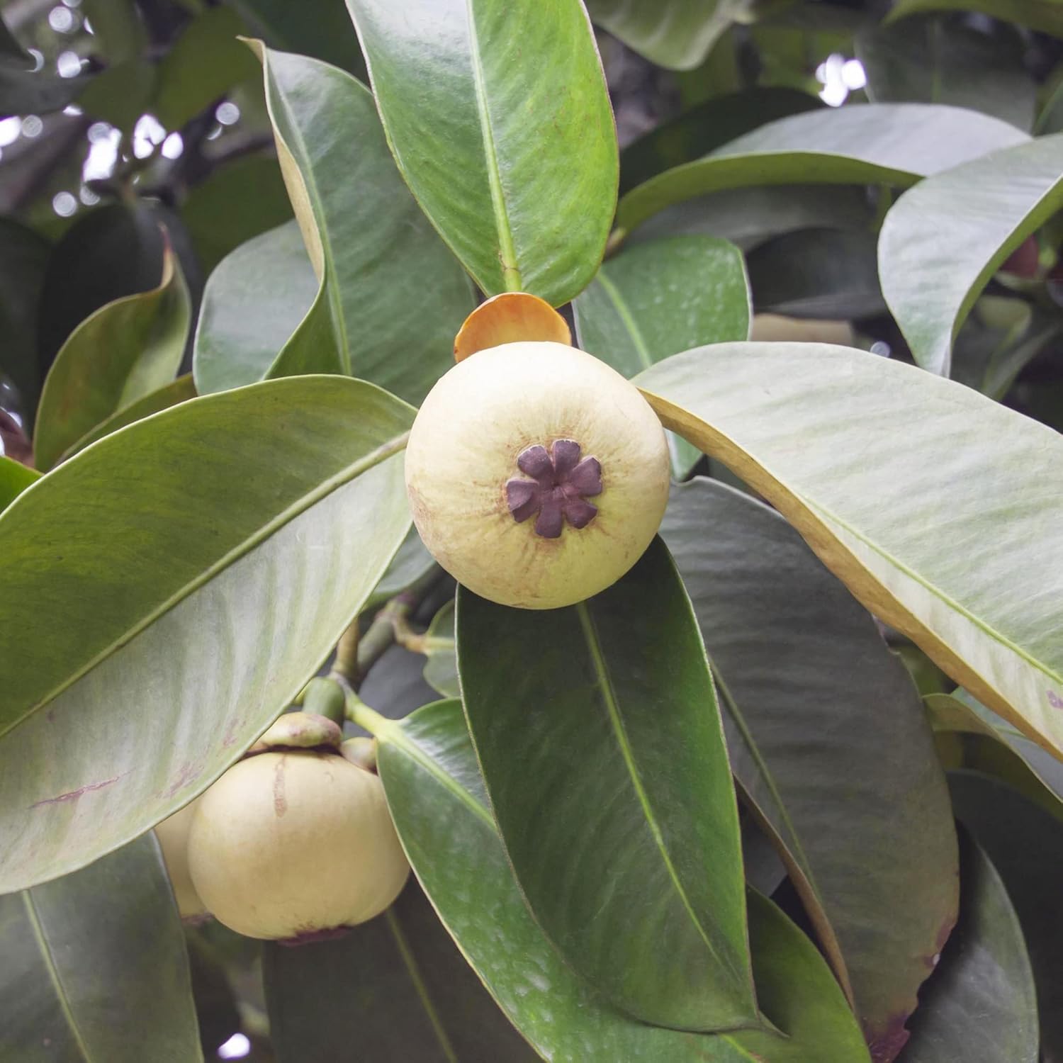 Graines de mangoustan – Fruit tropical sucré à feuilles persistantes, sans OGM pour le jardin 