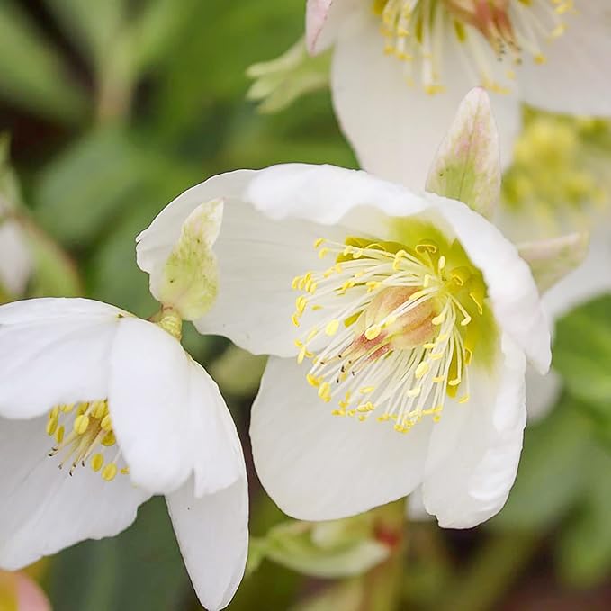 Graines de roses de Noël (Helleborus Niger) Plante vivace sans OGM, résistante aux cerfs et aux lapins, bordures et plates-bandes extérieures - 20 graines de fleurs