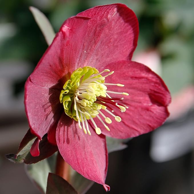 Lenten Rose Seeds Helleborus Orientalis Perennial Flowering Plant – Early-Blooming, Winter-Tolerant for Woodland Gardens & Shade Borders, 150 Pieces