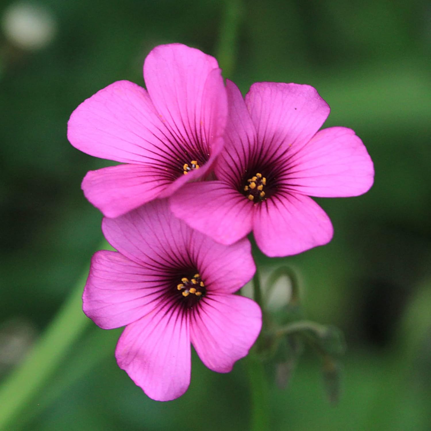 Pink Wood-Sorrel Seeds - Oxalis Debilis, Low-Growing Perennial Herbaceous Ornamental for Pollinator Gardens, Outdoor Flower Beds - 200 Pcs