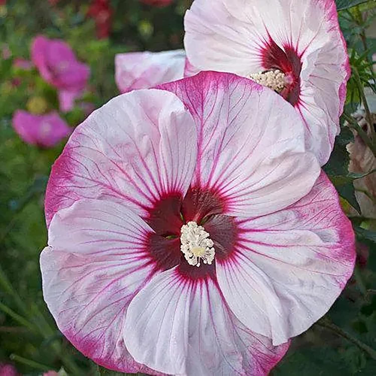 Garten, 100 Stück Riesen-Hibiskussamen | Teller-Hibiskus | Moscheutos-Sumpfmalve | Mehrjährige winterharte Zierpflanze | Blumensamen für draußen