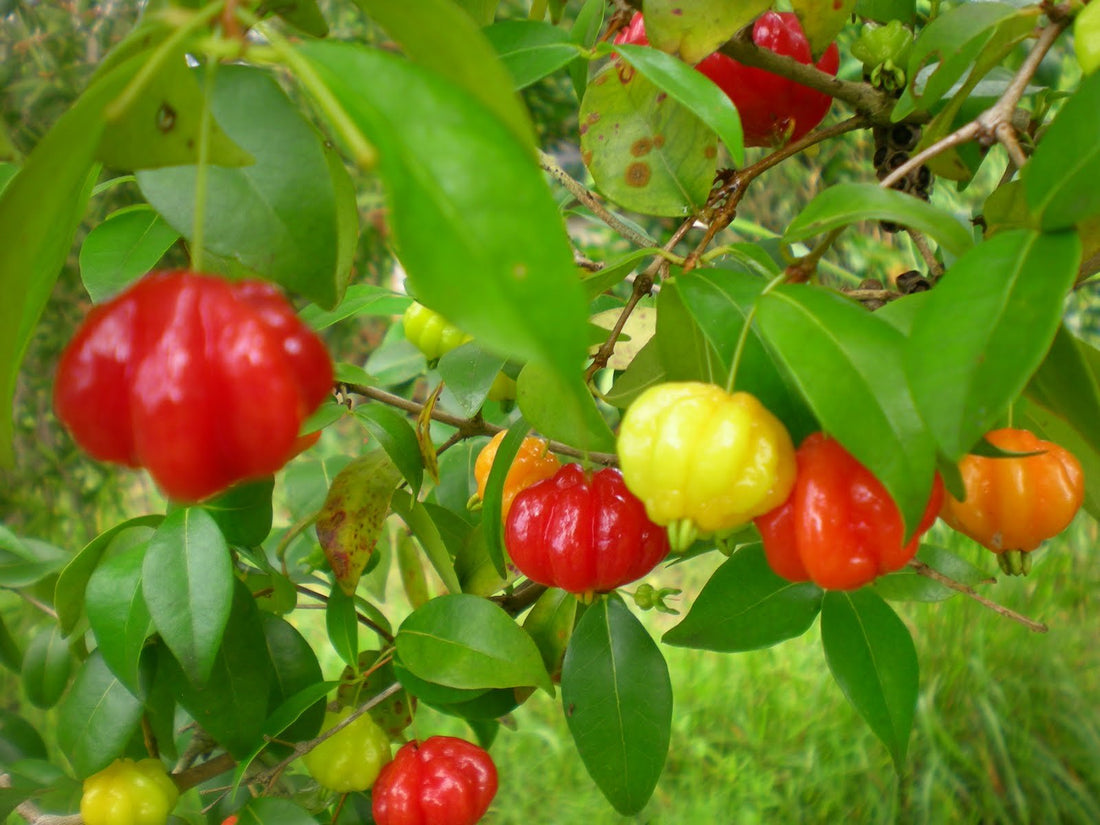 Graines de fruits de cerise du Surinam à planter, améliorez votre jardin avec des graines de fruits exotiques