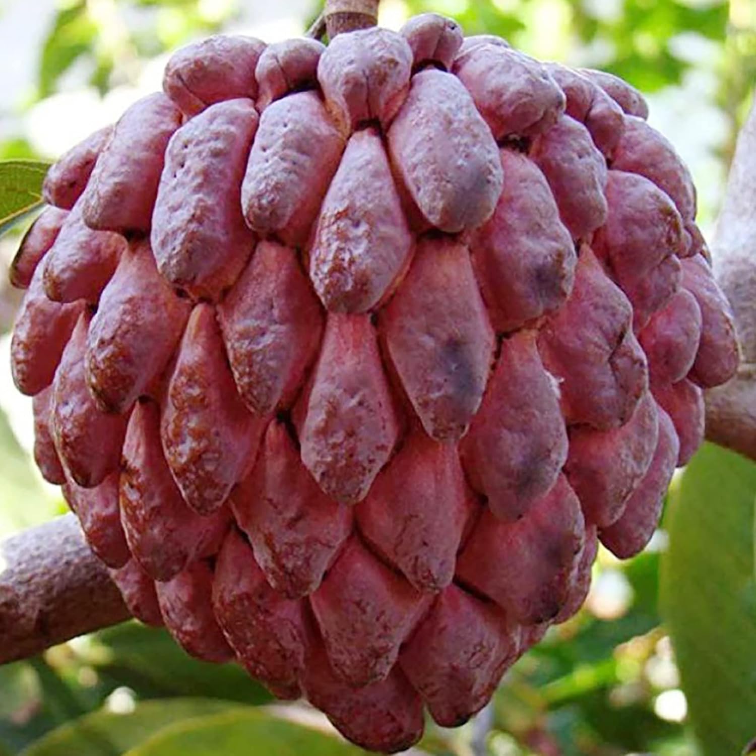 Red Sugar Apple Seeds | Sugar Apple, Sweetsop | Sweet, Custard-Like Flesh | Soft Texture & Aromatic Flavor | Ideal for Culinary Uses | 10 Pcs Seeds