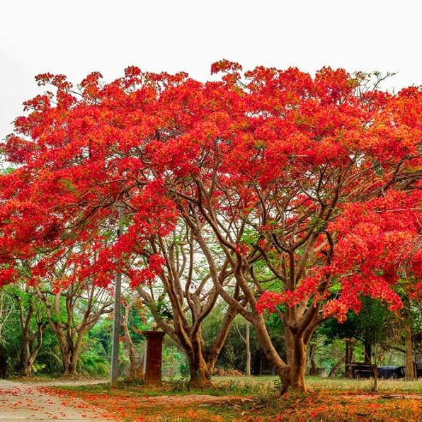 Delonix Regia (Royal Poinciana)  Flamboyant Flame Tree Seeds