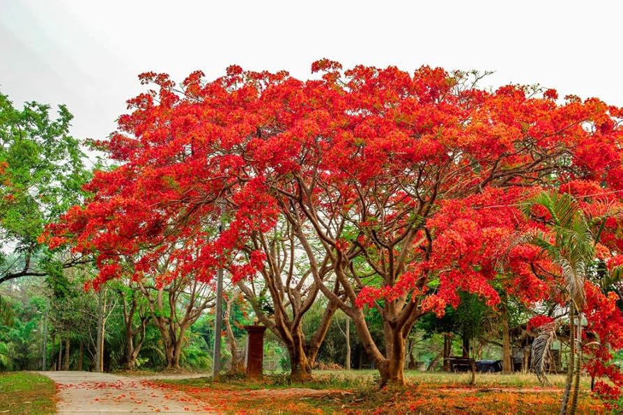 Delonix Regia (Royal Poinciana) - Flamboyant Flammenbaum Samen, 20 Stück