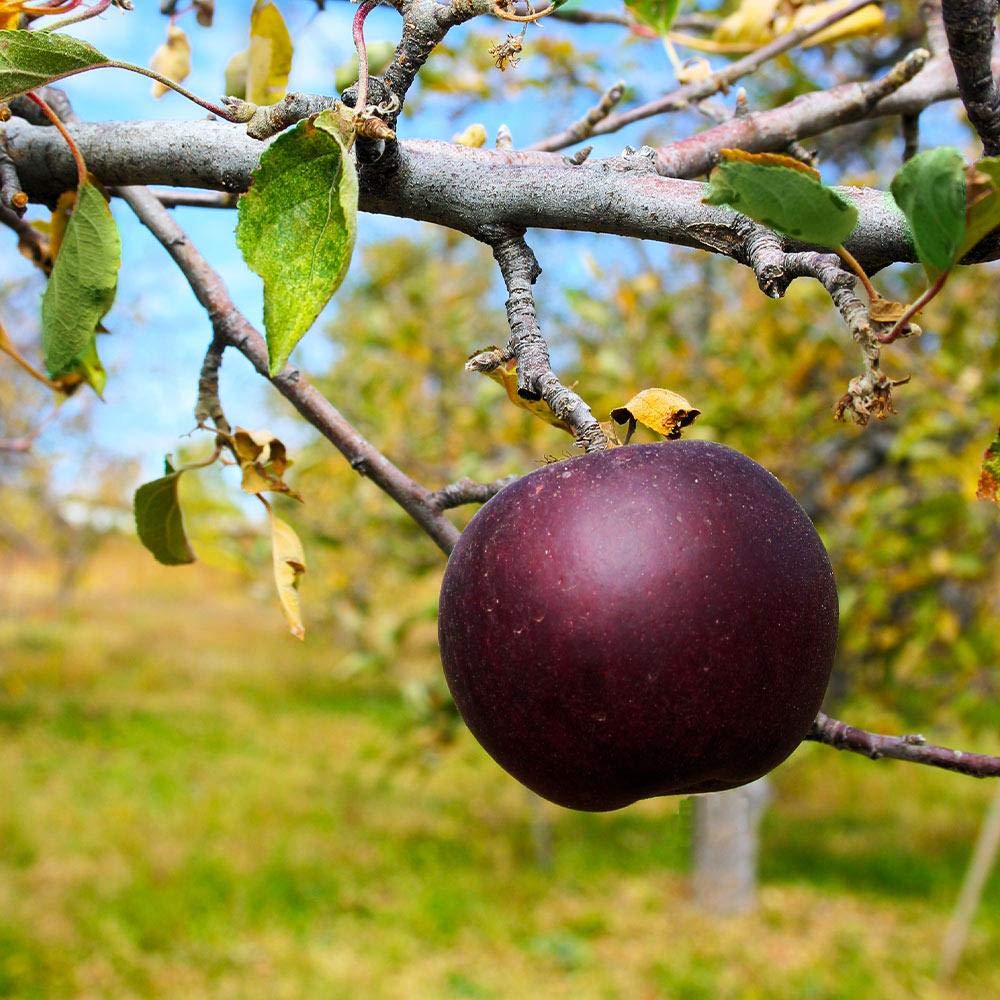 Arkansas Black Apple Seeds for Planting – Crisp, Sweet & Long-Storing Apple Trees