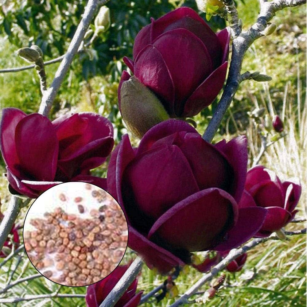 Magnolia Yulan Tulip Tree Flower Seeds for Planting - 100 pcs - Flower seeds