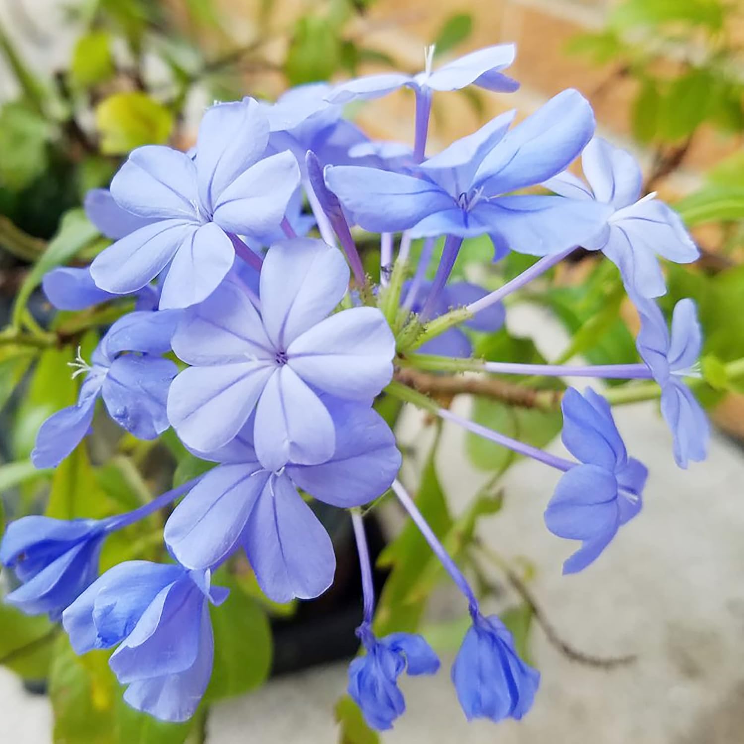 10 Stück Blauer Bleiwurz-Samen | Blühender Strauch | Leuchtend blaue Blüten | Zieht Bestäuber an | Trockenheitsresistent und pflegeleicht | Ideal für Gärten und Landschaften