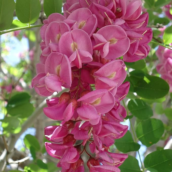 Purple Black Locust Seeds - Deciduous Ornamental Tree with Fragrant Flowers, Drought Tolerant, Attracts Pollinators - 100 Pcs