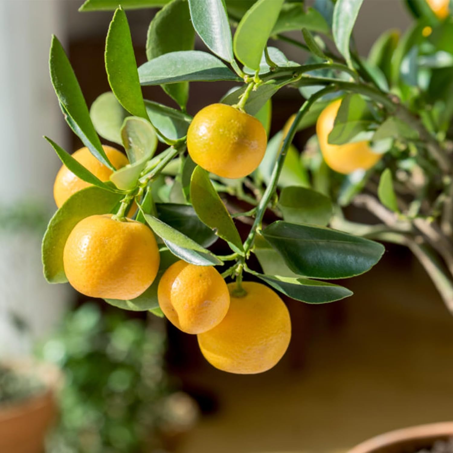 Dwarf Lemon Tree Seeds for Planting, Non-GMO Heirloom, Evergreen, High Yield, Perfect for Home, Potted, Patio, Balcony-20 pcs