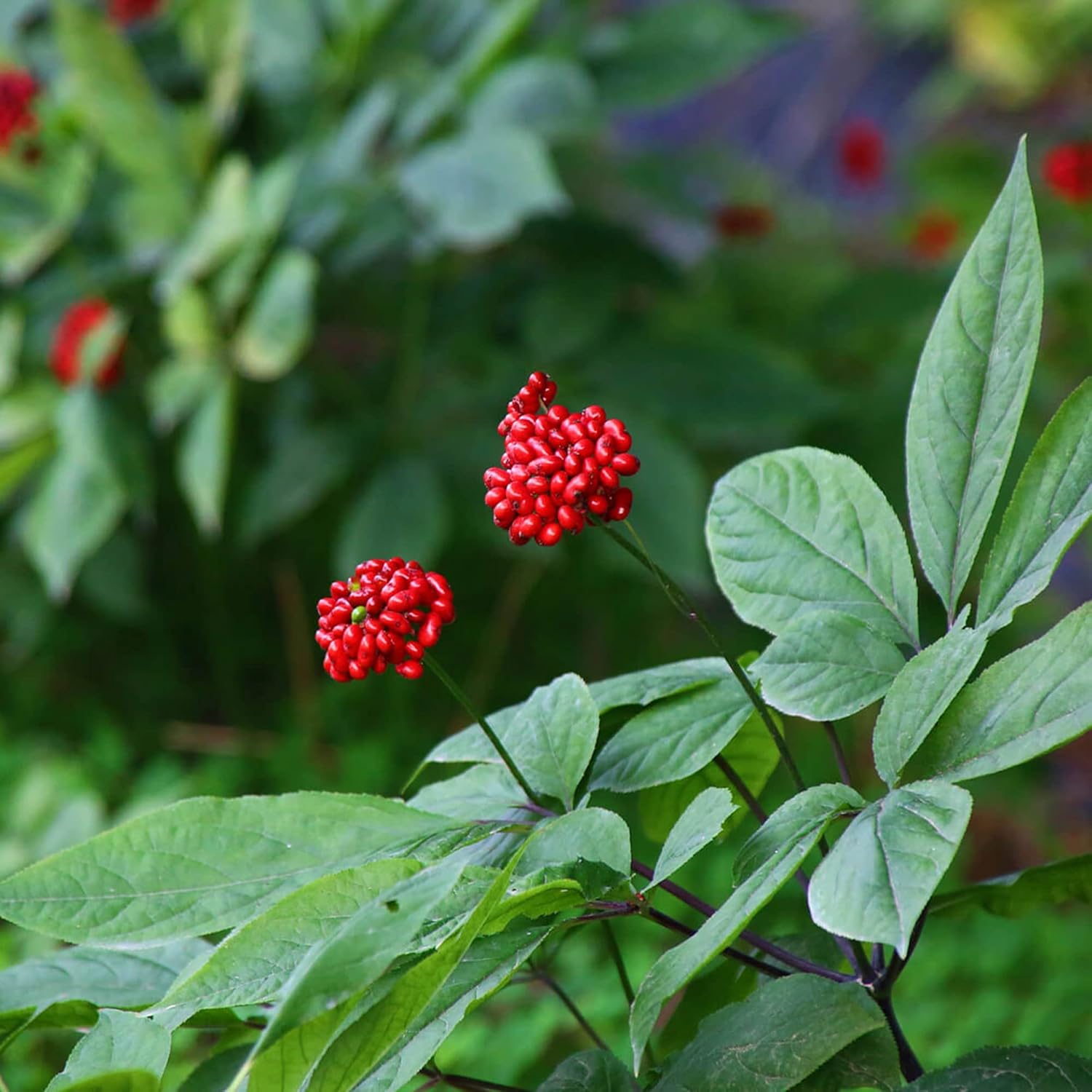 Graines de ginseng coréen Panax Ginseng vivace Avantages pour la santé Parterres de jardin Bordure extérieure 25 pièces Graines d'herbes