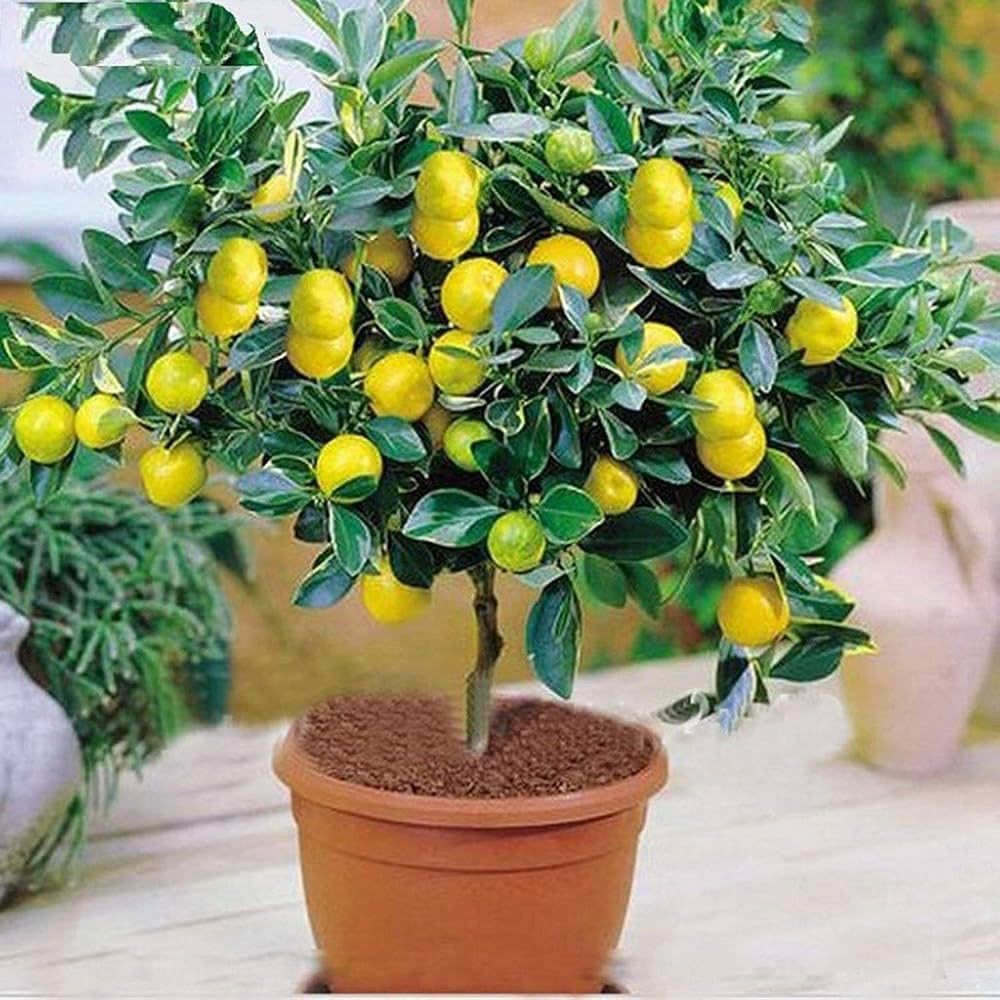 Dwarf Meyer Lemon Seeds for Planting – Grow Compact Sweet Citrus Trees at Home