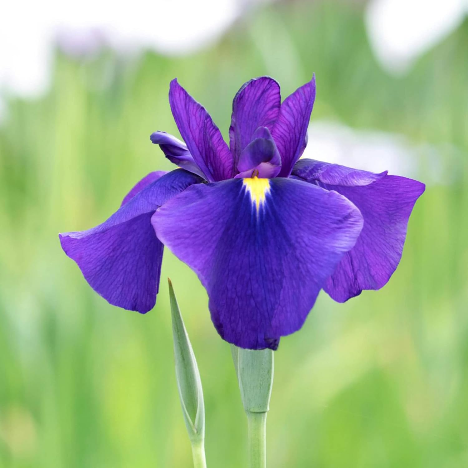 Graines d'iris japonais - Iris Ensata, fleurs magnifiques et complexes, attirent les pollinisateurs, parfaites pour les jardins aquatiques, les bords d'étang et les bordures vivaces, 20 pièces