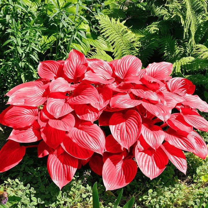 Red Hosta Seeds - Perennial Shade-Loving Plants for Indoor & Outdoor Gardens, Pollinator-Friendly & Low Maintenance