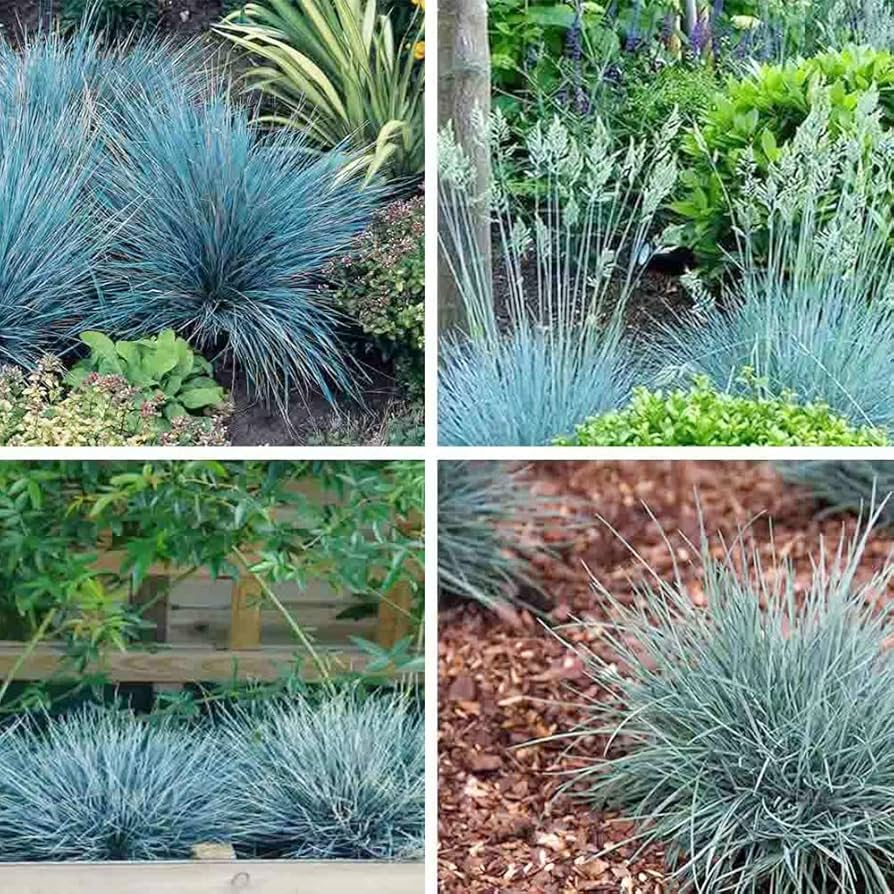 Blue Fescue Ornamental Grass Seeds - Festuca Perennial, Drought Tolerant, Sun or Shade - 50+ Pieces