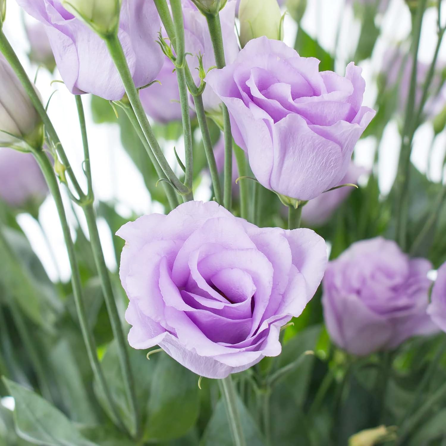 Lisianthus Eustoma Seeds, Prairie Gentian Cut Flowers – Attracts Butterflies, Perfect for Ornamental Beds, Borders, Containers, Patio & Outdoor Planting – 100 Pcs