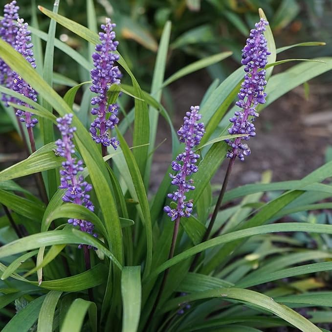 Monkey Grass Seeds - Liriope Perennial Ground Cover or Edging Plant for Landscaping - 10 Pcs