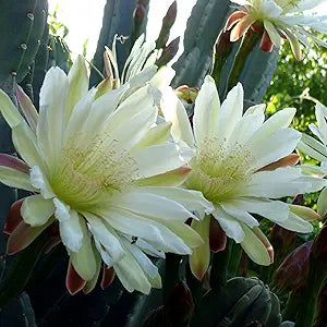 Queen of the Night Seeds - Night-Blooming Cereus Cactus with Large Fragrant White Flowers, Ideal for Hanging Baskets - 50 Pcs