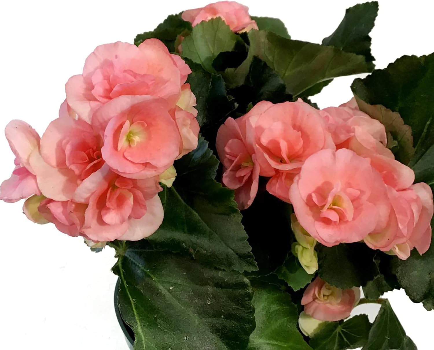 Pink Rieger Begonia Seeds | Popular Houseplant with Showy, Beautiful Flowers & Attractive Foliage | Easy to Care for | Ideal for Garden Beds, Indoor & Outdoor Spaces | 25Pcs Flower Seeds