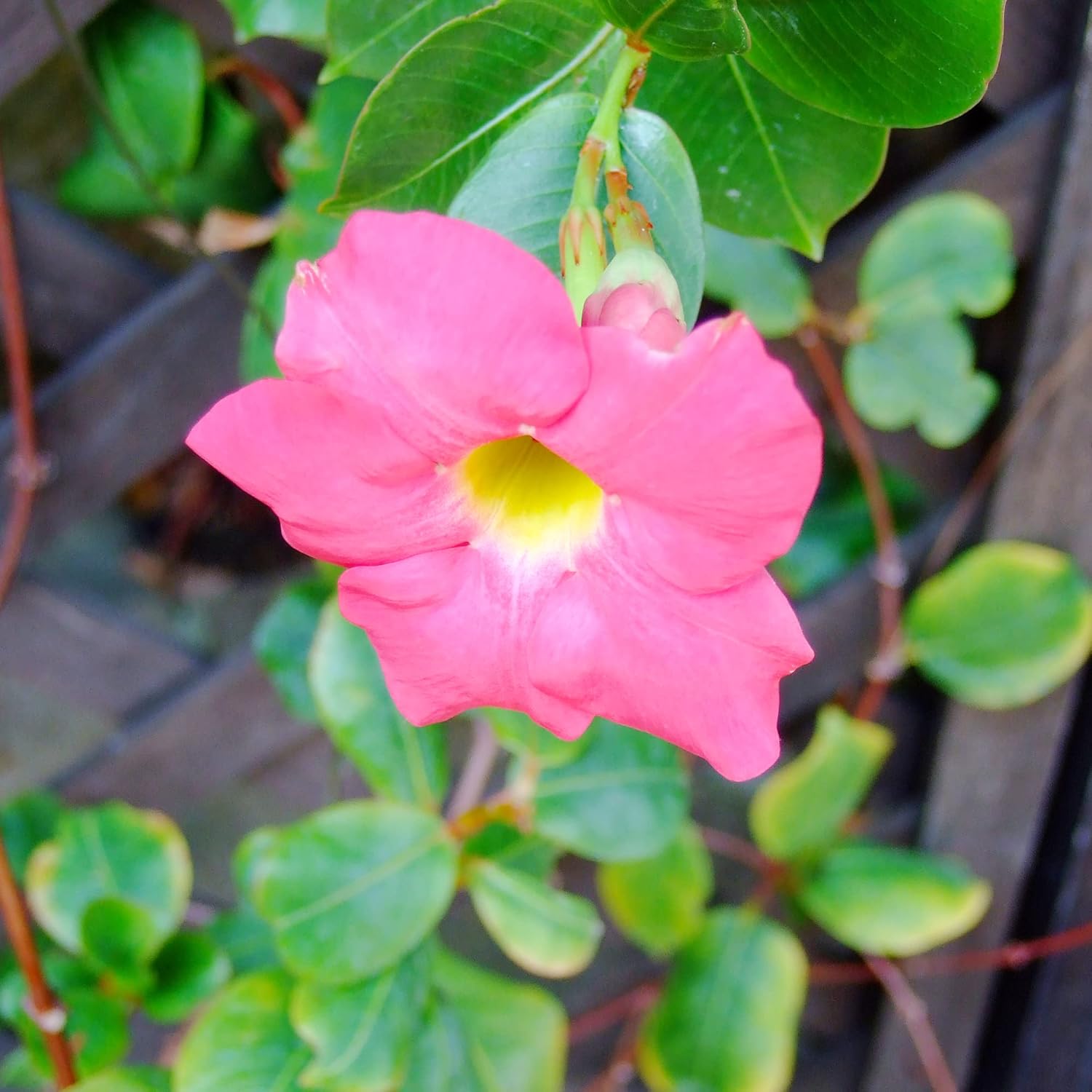 Mandevilla Sanderi Seeds Brazilian Jasmine Beautiful Colorful Fragrance Blooms Easy Care for Gardens & Containers 100Pcs