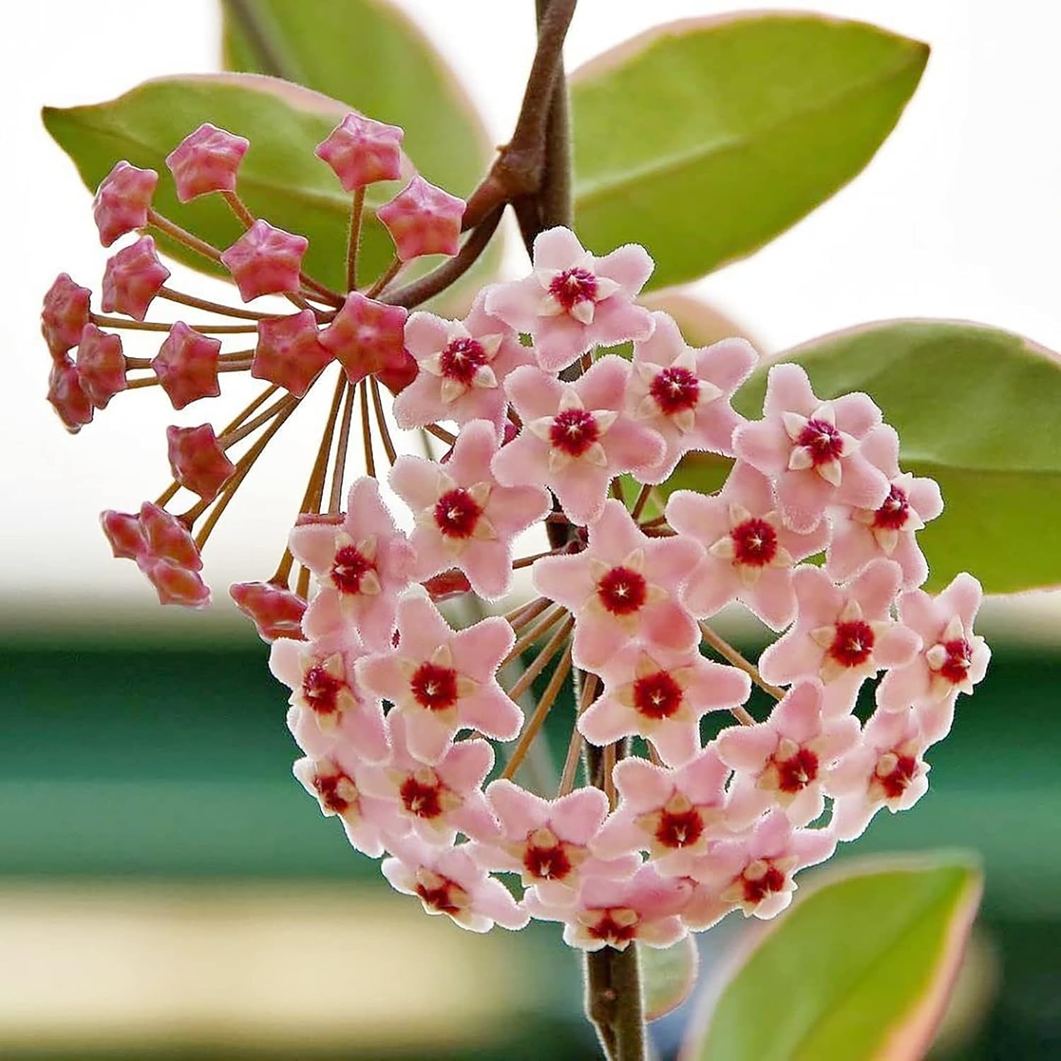 Hoya Carnosa Seeds | Wax Plant Seeds| Fragrant Perennial | Indoor Containers & Trellis