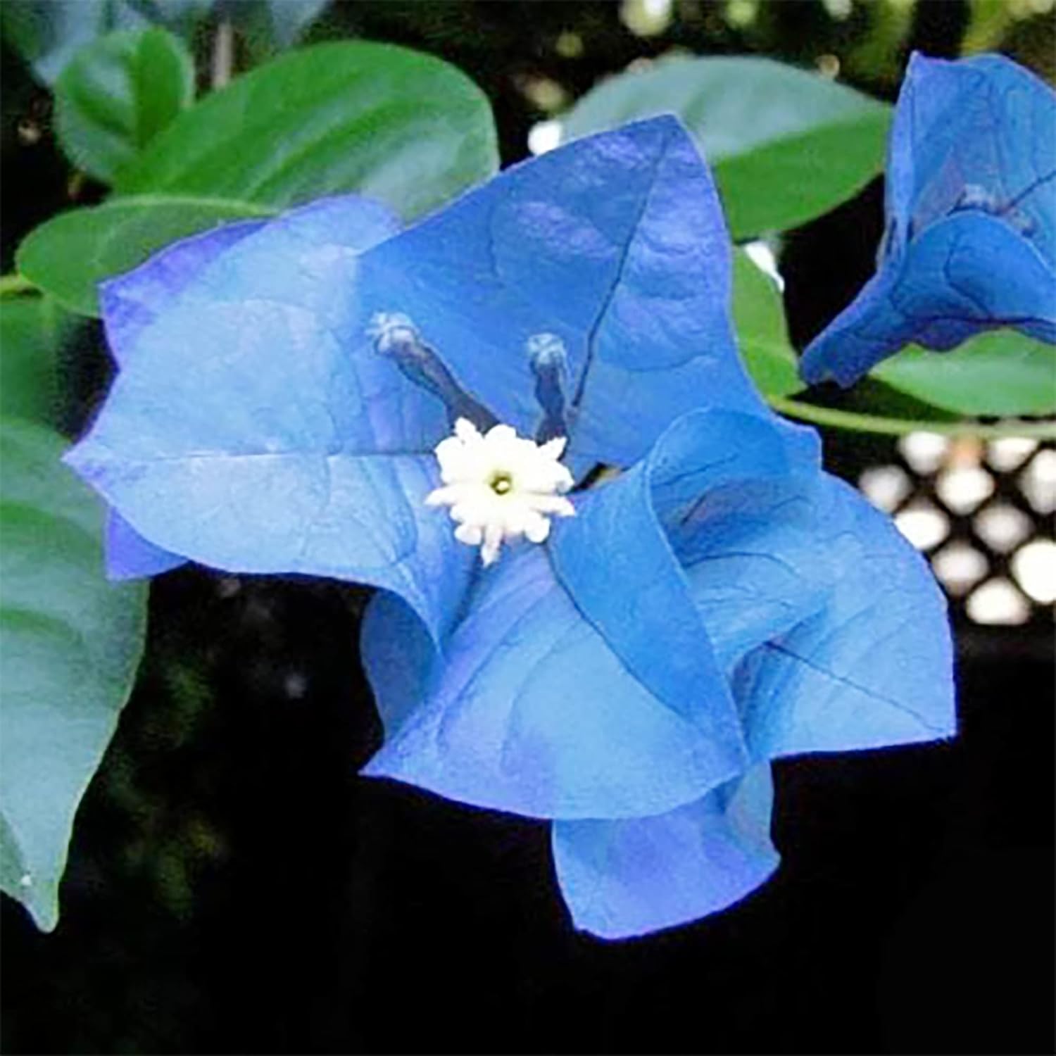 Graines de Bougainvillea spectabilis bleu à planter | Bractées éclatantes et voyantes