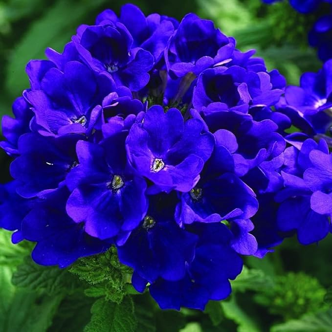 Verbena Blue Lagoon Seeds, Stunning, Long-Blooming Perennial for Gardens & Containers