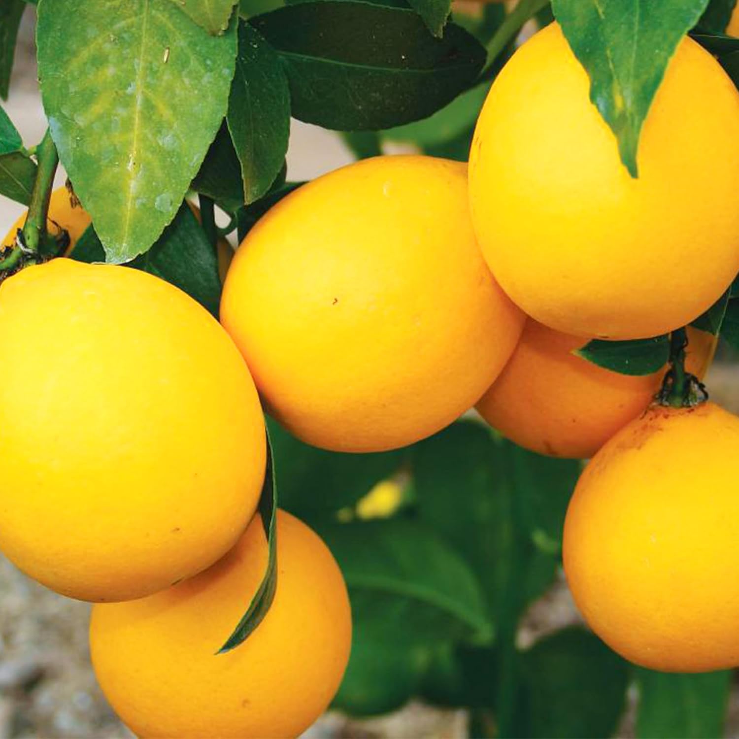 Dwarf Lemon Tree Seeds for Planting, Non-GMO Heirloom, Evergreen, High Yield, Perfect for Home, Potted, Patio, Balcony-20 pcs