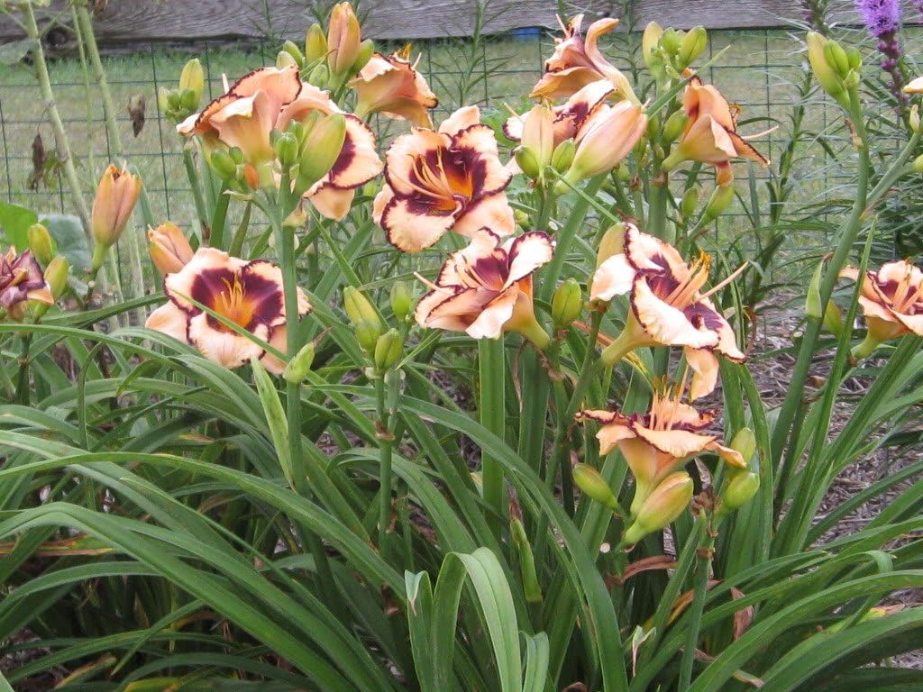 10 Mixed Colors Daylily Seeds | Hemerocallis Day Lily Fine Mix | Red, Purple, and More | 10 Flower Seeds